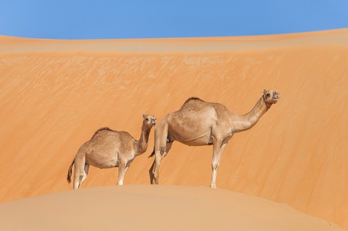 Neo-Aramaic language interpreting & translation.