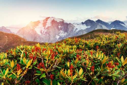 Ossetian Ossetic language interpreting & translation.